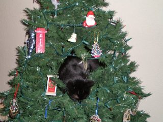 PB280030a Nubs in the tree