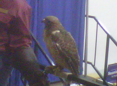 Red Tail Hawk