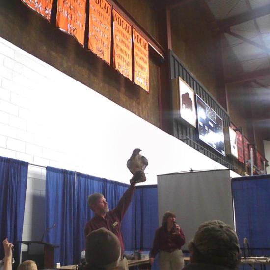 Elise - red tailed hawk