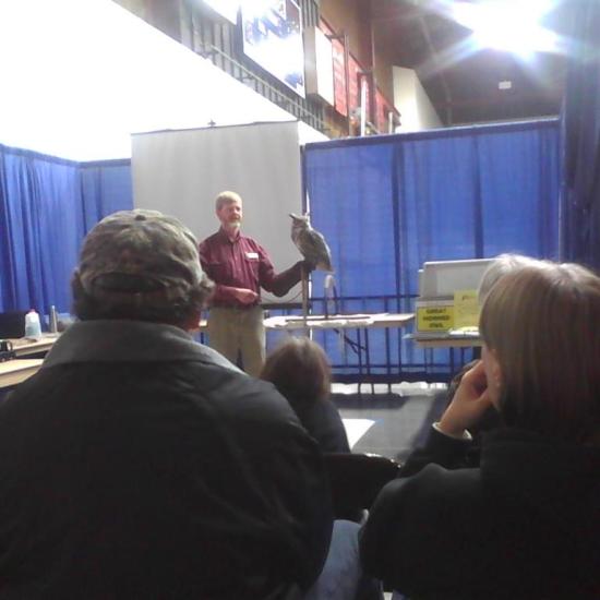 Icarus - great horned owl